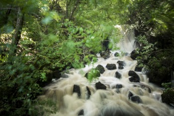 Time-lapse Photography of River Between Trees