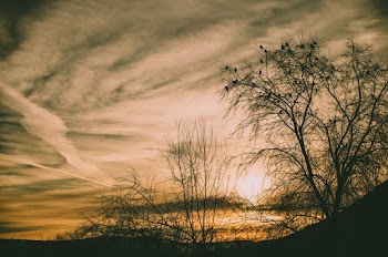 Time Lapse Photography of Tree Under Golden Hour