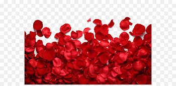 Time Shawty Song Sugar Too Bad Bandits - Rose petal 