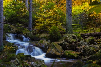Timelapse Photography of Falls Near Trees
