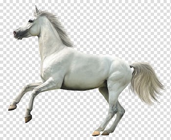 Timelapsed of a running white horse, Howrse Horse Animal Rendering, Whitehorse transparent background PNG clipart