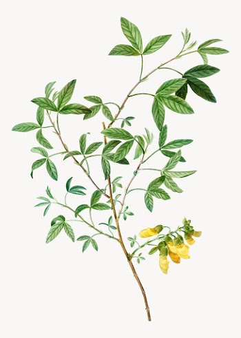 Tinking bean trefoil flowers | Free stock vector - 568931