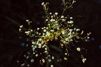 Tiny camomile flowers