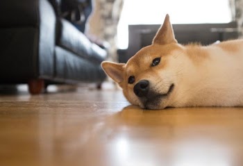          Tired Dog Floor Free Photo     