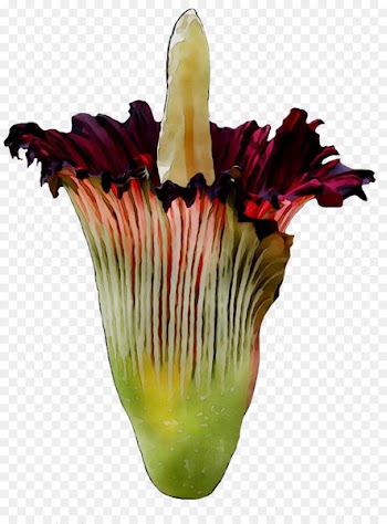 Titan arum Petal Flower Plants Plant stem -  