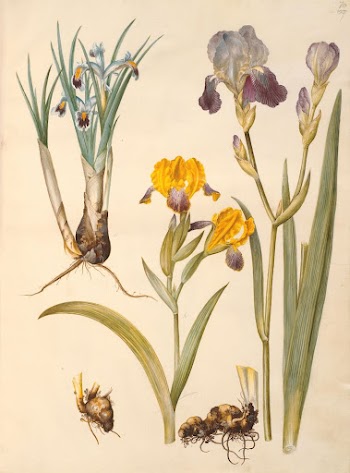 Title: Iris persica (Persian iris);Iris | Free Photo - rawpixel