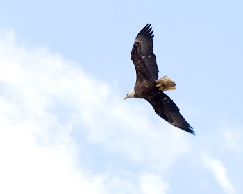 TLF_6201a.jpg