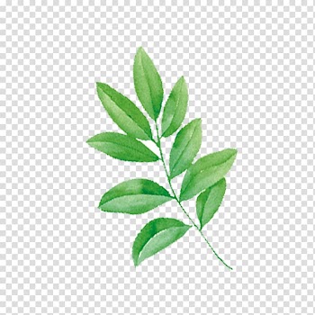 Tmall Cosmetics Shower gel JD.com Taobao, Hand-painted watercolor green decorative leaves transparent background PNG clipart