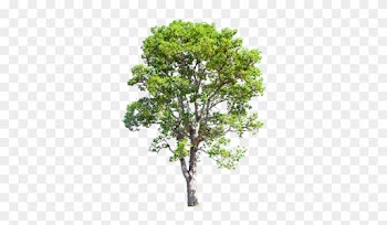 To A Number Of Prevalent, And In Some Cases Incurable, - Maple Tree In Drawing
