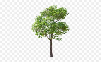 To A Number Of Prevalent, And In Some Cases Incurable, - Tree Png