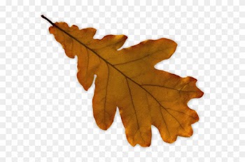 To Find Out More, Book A Virtual Coffee With Me - Maple Leaf