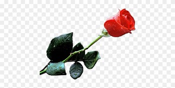 To Whom Will You Give The Rose][ - Single Red Rose Small