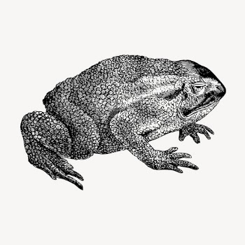 Toad clipart, vintage animal illustration | Free Vector - rawpixel