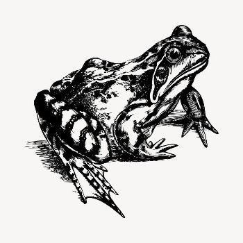 Toad clipart, vintage hand drawn | Free Vector - rawpixel