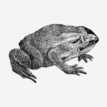 Toad drawing, vintage animal illustration. | Free Photo - rawpixel
