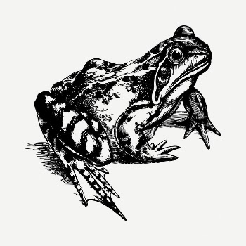 Toad drawing, vintage illustration psd. | Free PSD - rawpixel