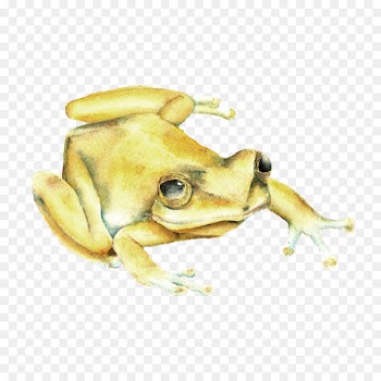 Toad Florida True frog Puerto Rico - coqui map 
