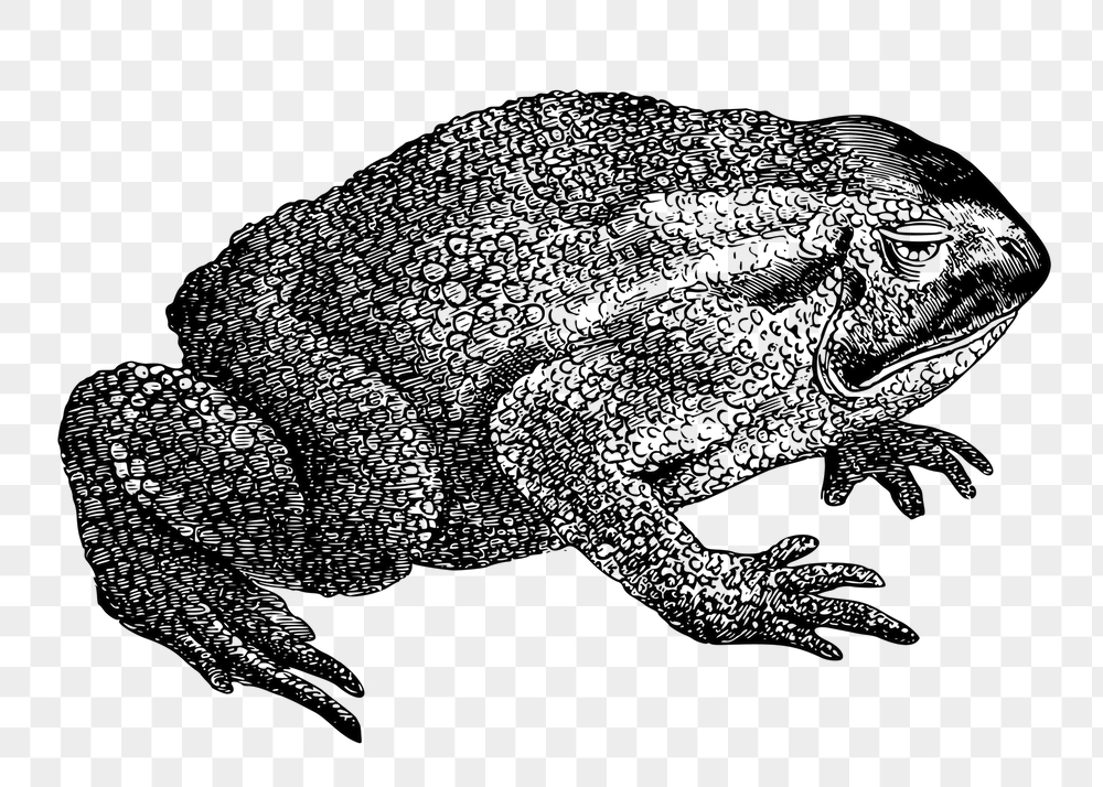 Toad png sticker, animal vintage | Free PNG - rawpixel