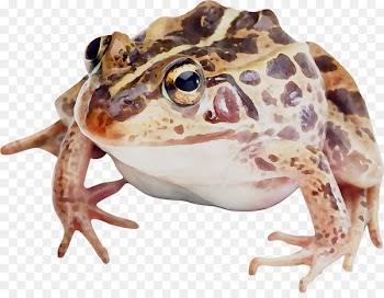 Toad Reptile True frog Radical Snakes -  