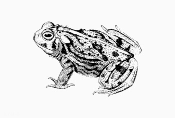 Toad shade drawing | Free stock vector - 562445