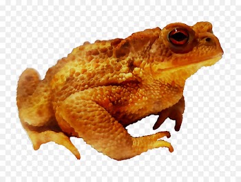 Toad True frog Terrestrial animal Tree frog -  