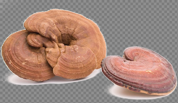Toadstool PNG Photo
