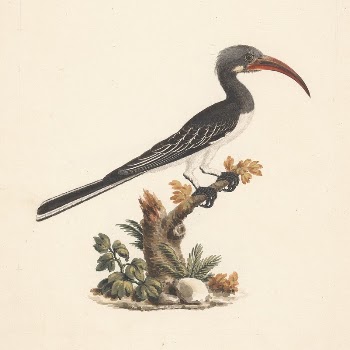 Tockus hemprichii (Hemprich's Hornbill) or | Free Photo - rawpixel
