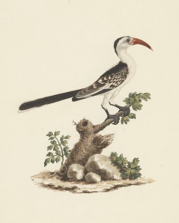 Tockus Jacksoni (Jackson's Hornbill) by Luigi | Free Photo - rawpixel
