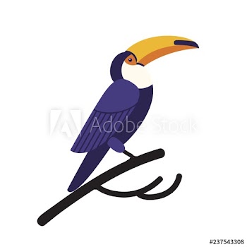 Toco toucan isolated on white background