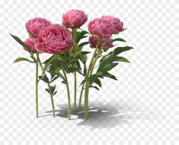 Today Is The Vernal Equinox Marking The Beginning Of - Garden Roses