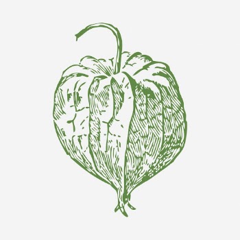 Tomatillo clipart, vegetable vintage illustration. | Free Photo - rawpixel