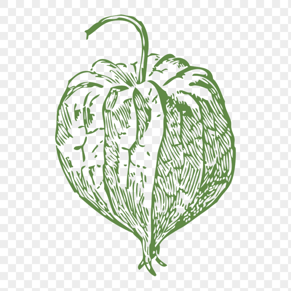 Tomatillo png sticker, vegetable vintage | Free PNG - rawpixel