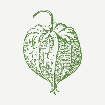 Tomatillo sticker, vegetable vintage illustration | Free PSD - rawpixel
