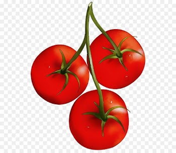 Tomato