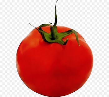 Tomato