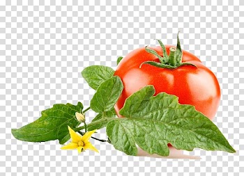 Tomato paste Vegetable Lettuce Canning, tomato transparent background PNG clipart