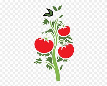 Tomato Plant Clipart