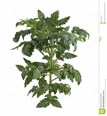 Tomato Plant stock photo. Image of vegetable, isolated - 16923940