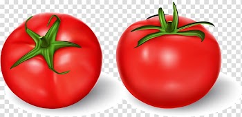 Tomato Vegetable Illustration, hand-painted tomatoes transparent background PNG clipart