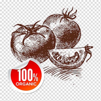 Tomato Vegetarian cuisine Vegetable Drawing, tomato transparent background PNG clipart