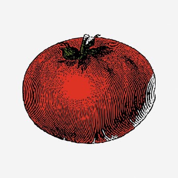 Tomato vintage illustration, vegetable drawing. | Free Photo - rawpixel
