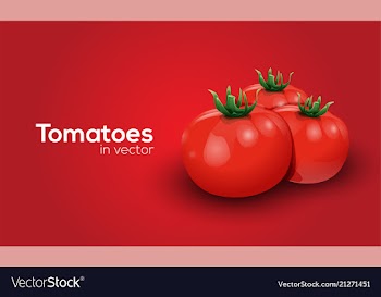 Tomatoes in format vector image
