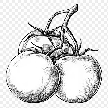 Tomatoes sketch png sticker on transparent | Free PNG - rawpixel