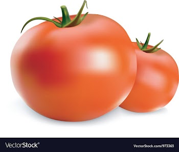  					Tomatoes vector&nbsp;image														