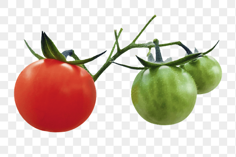 Tomatoes vegetable png sticker, transparent | Free PNG - rawpixel