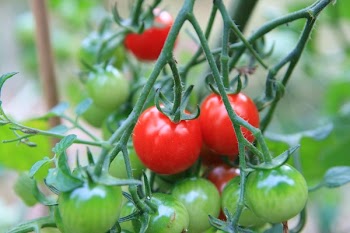 tomatos2.jpg