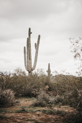 Took a day trip with family to Usery Park and captured this scene. Who doesn’t love the desert vibe!