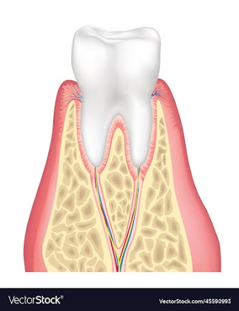 tooth anatomy healthy teeth structure dental