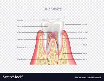 tooth anatomy healthy teeth structure dental