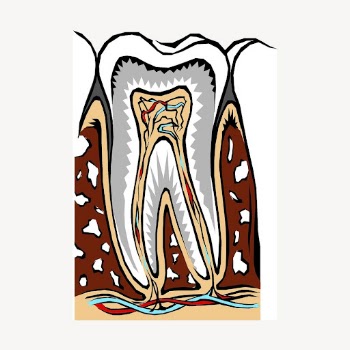 Tooth diagram collage element, dental | Free PSD - rawpixel